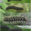 euph aurinia larva3 volg